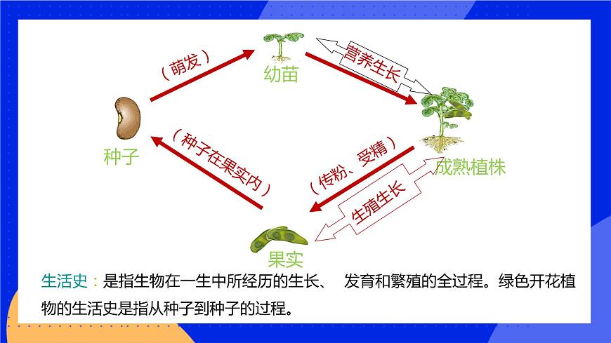 6.1 種子萌發(fā)形成幼苗 課件 北師大版七年級生物上冊第3頁
