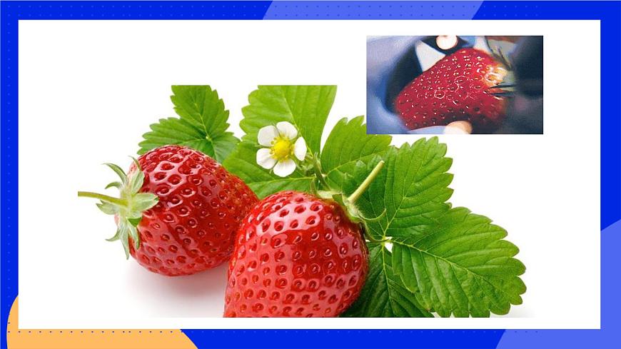 6.1 種子萌發(fā)形成幼苗 課件 北師大版七年級生物上冊第6頁