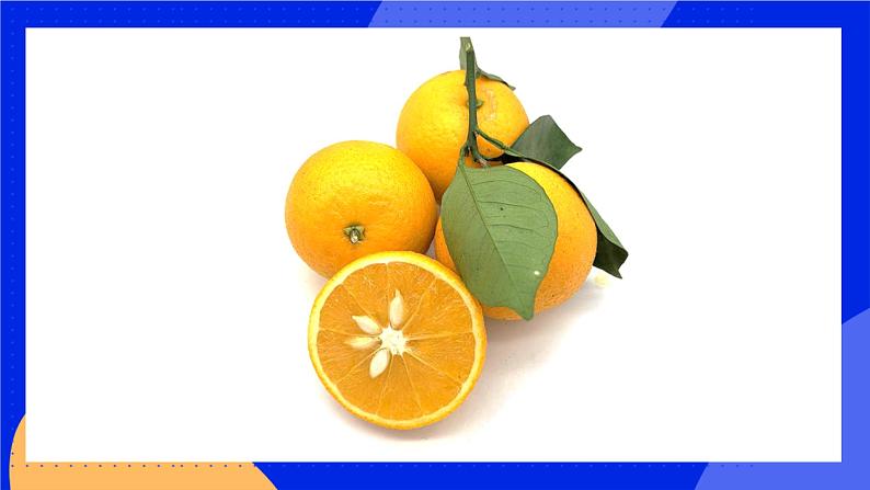 6.1 种子萌发形成幼苗 课件 北师大版七年级生物上册07