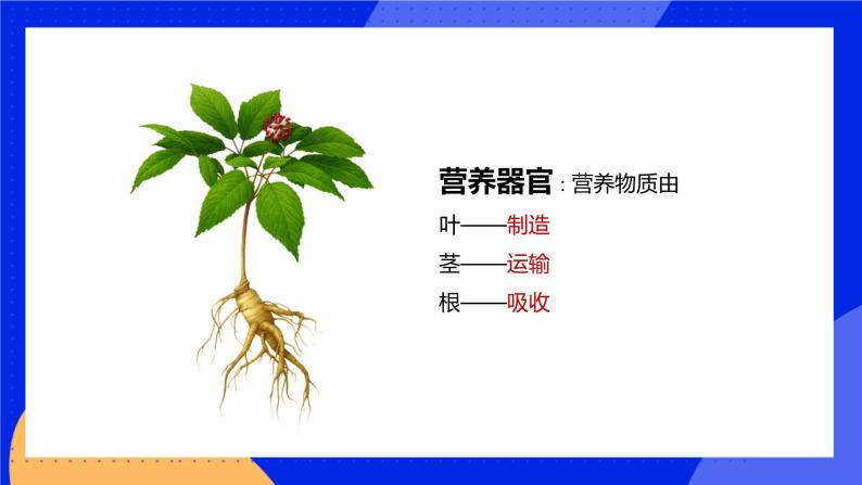 6.2 营养器官的生长 课件 北师大版七年级生物上册05