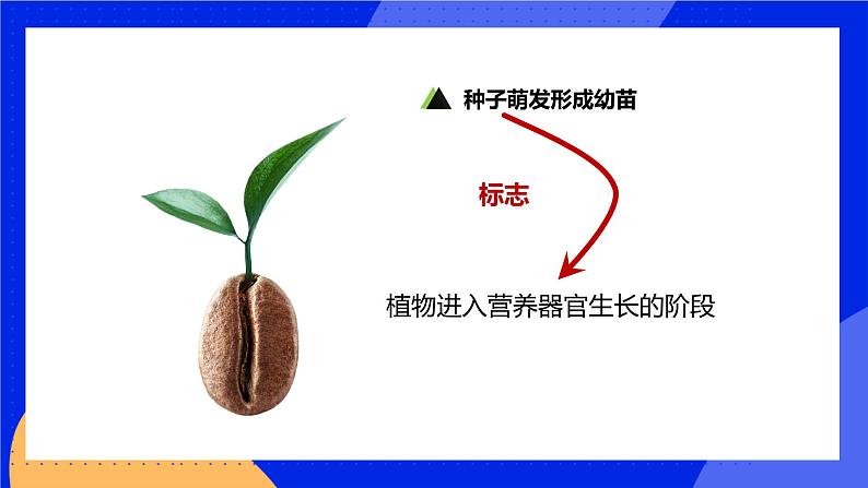 6.2 营养器官的生长 课件 北师大版七年级生物上册第6页