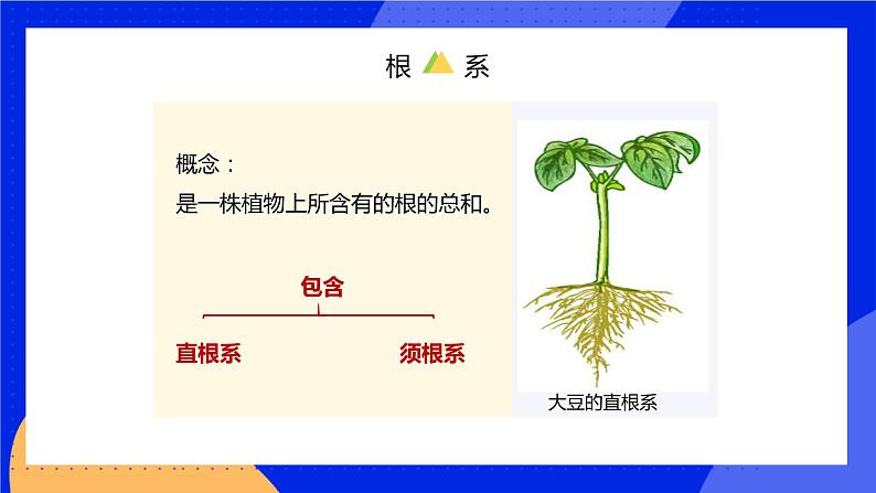 6.2 营养器官的生长 课件 北师大版七年级生物上册第8页