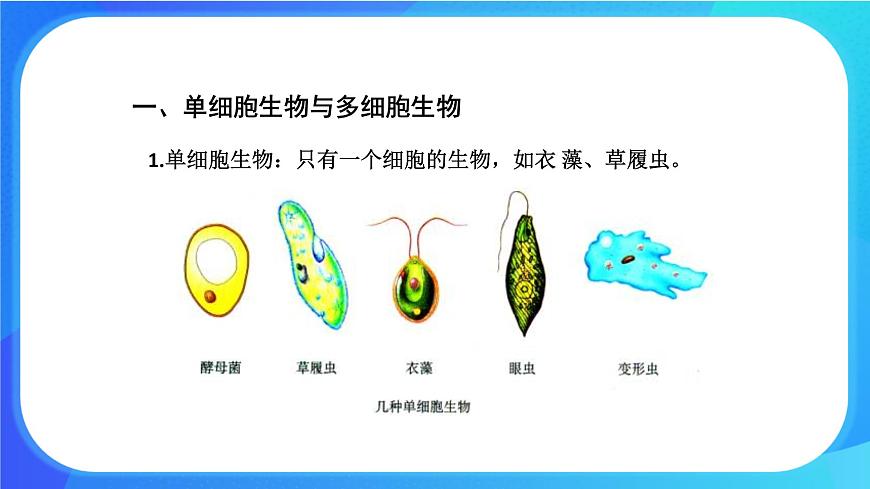 3.1.1 細(xì)胞的基本結(jié)構(gòu)和功能 課件 北師大版七年級(jí)生物上冊(cè)第4頁(yè)