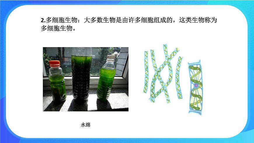 3.1.1 細(xì)胞的基本結(jié)構(gòu)和功能 課件 北師大版七年級(jí)生物上冊(cè)第5頁(yè)