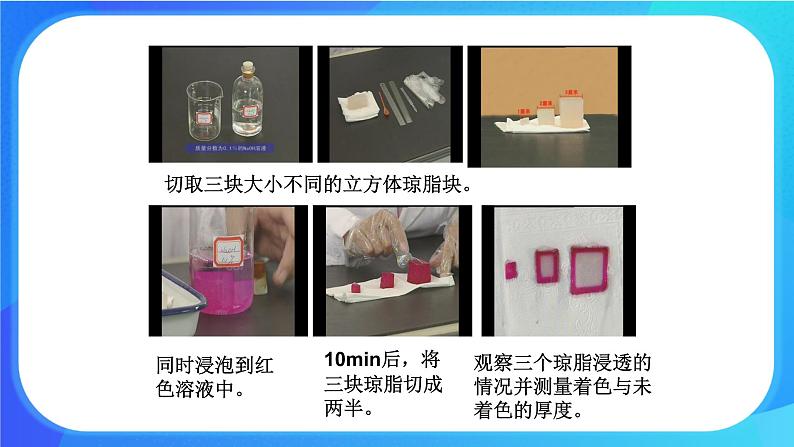 3.3 细胞通过分裂而增殖 课件 北师大版七年级生物上册第7页