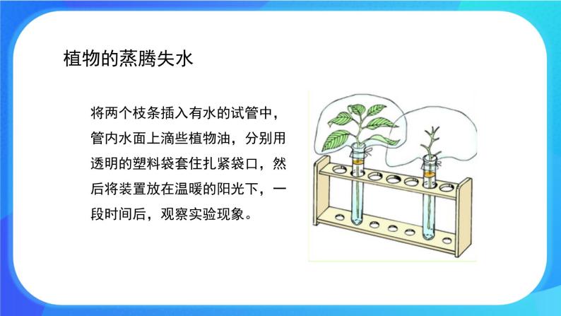 5.4 蒸腾作用 课件+练习+素材 北师大版七年级生物上册04