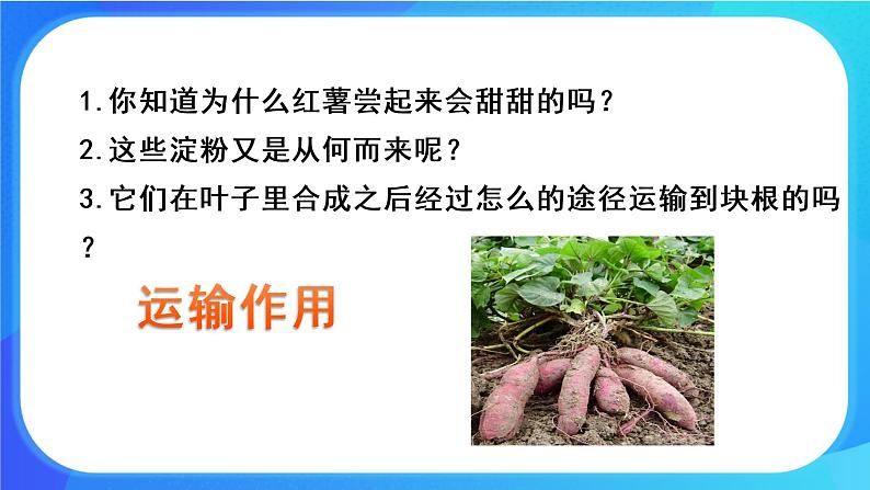 5.5 运输作用 课件 北师大版七年级生物上册第3页