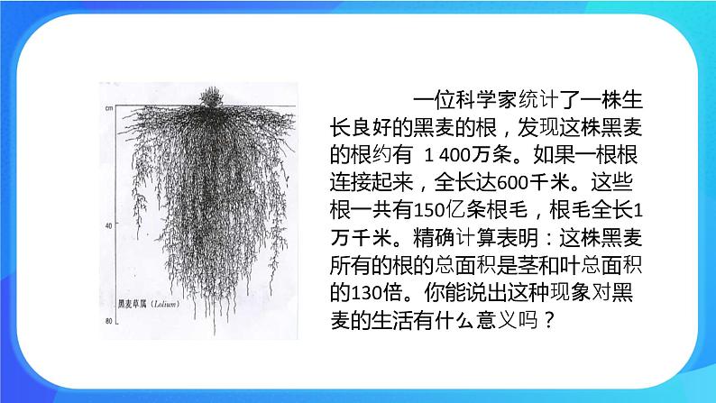 6.2 营养器官的生长 课件 北师大版七年级生物上册第4页