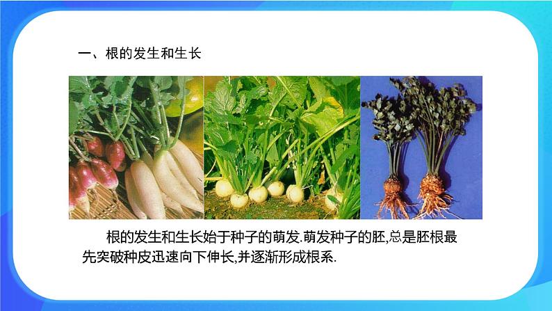 6.2 营养器官的生长 课件 北师大版七年级生物上册第5页