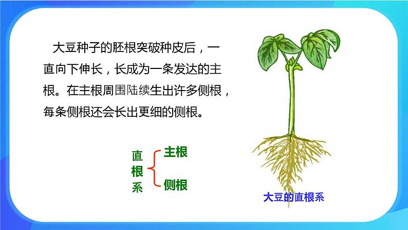 6.2 营养器官的生长 课件 北师大版七年级生物上册第6页