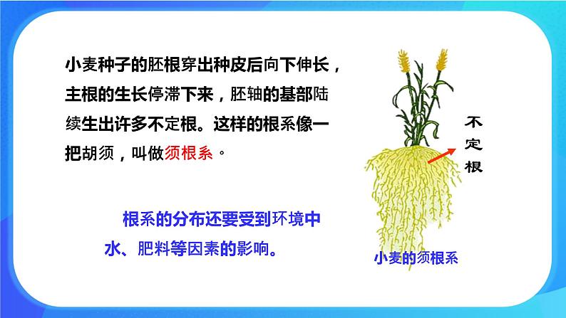 6.2 营养器官的生长 课件 北师大版七年级生物上册第7页