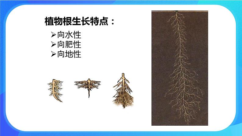 6.2 营养器官的生长 课件 北师大版七年级生物上册第8页