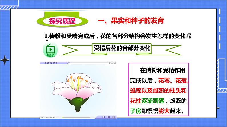 第三节《果实和种子的形成》(课件)第3页