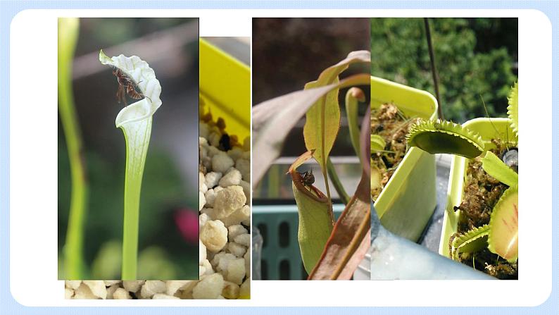 4.1《植物——制作并观察叶片的装片》(实验) 课件04