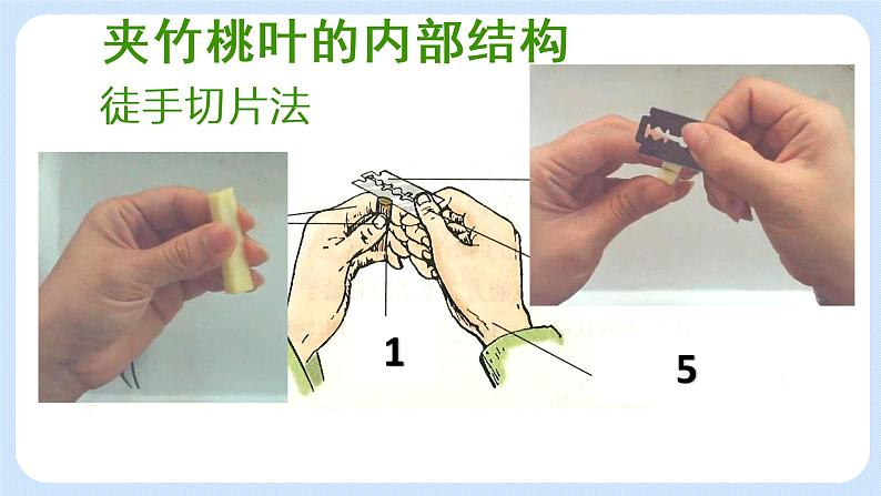 4.1《植物——制作并观察叶片的装片》(实验) 课件05