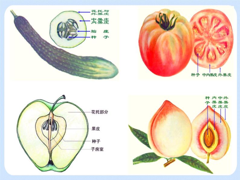 4.1《植物——果实的结构与类型》 课件03