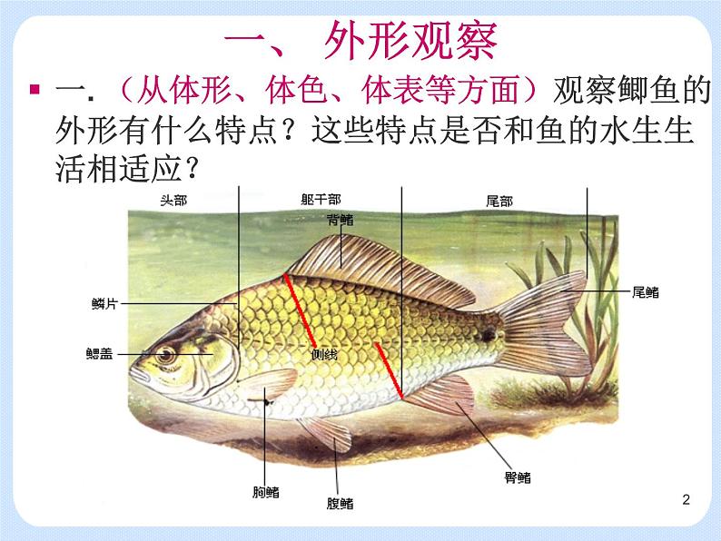 4.2《 动物——观察和解剖鲫鱼》(实验) 课件02