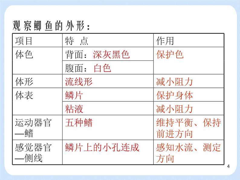 4.2《 动物——观察和解剖鲫鱼》(实验) 课件04