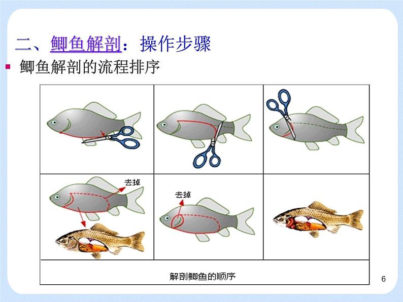 4.2《 动物——观察和解剖鲫鱼》(实验) 课件06