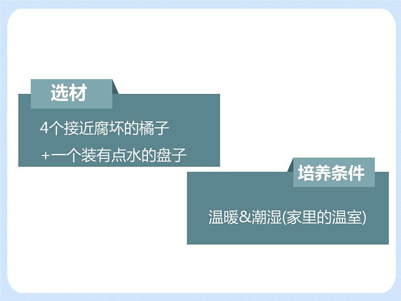 4.3《微生物——培养、观察青霉和酵母菌》(实验)课件05