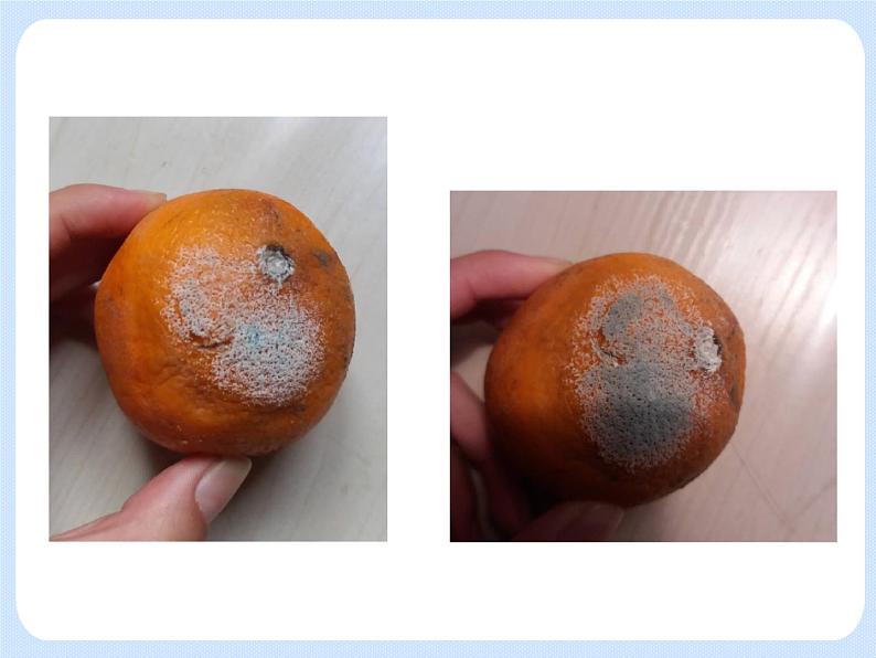 4.3《微生物——培养、观察青霉和酵母菌》(实验)课件06