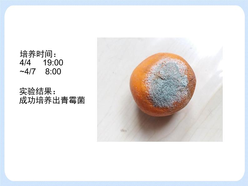 4.3《微生物——培养、观察青霉和酵母菌》(实验)课件07
