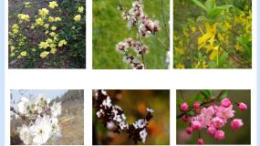 沪教版八年级下册 生命科学第四节 生物的分类优秀课件ppt