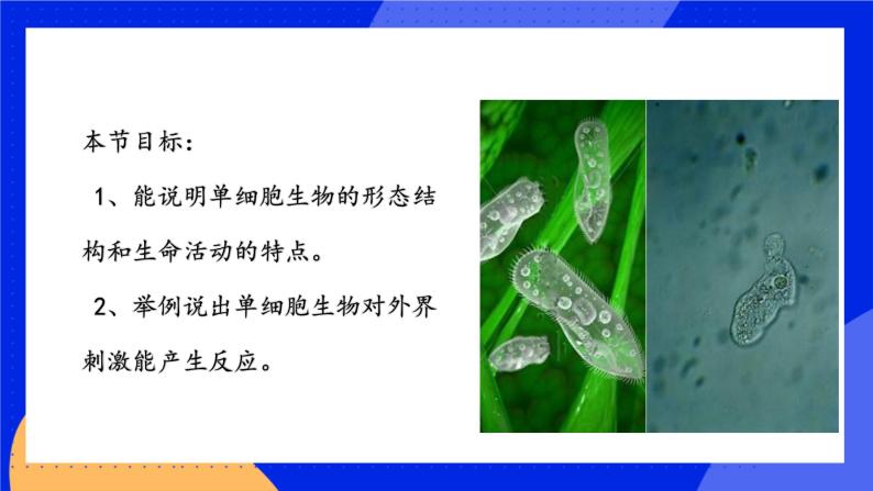 2.4.1《单细胞生物》 课件+练习03