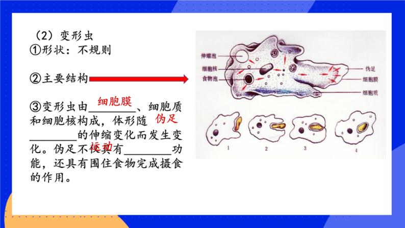 2.4.1《单细胞生物》 课件+练习06