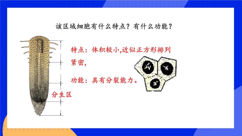 3.5.2《 植物根的生长》 课件+练习07