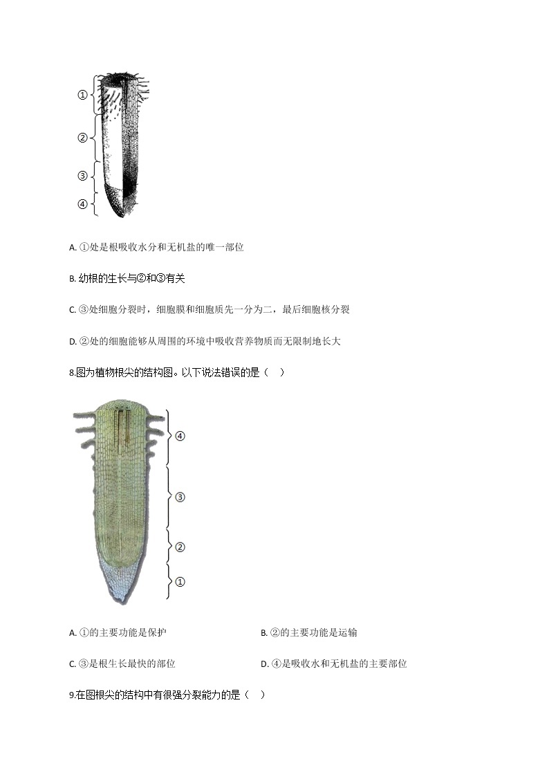 3.5.2《 植物根的生长》 课件+练习03