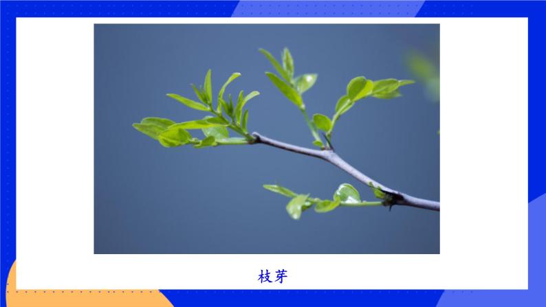 3.5.4《植物茎的输导功能》 课件+练习06