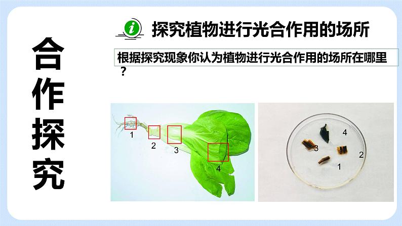 4.1《植物的光合作用》(第二课时)课件06