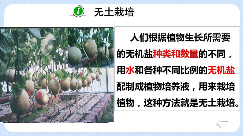 4.2《植物的生长需要水和无机盐》(第一课时)课件05