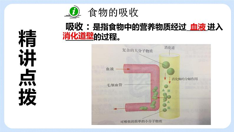 5.4《 人体对食物的消化吸收》课件第6页