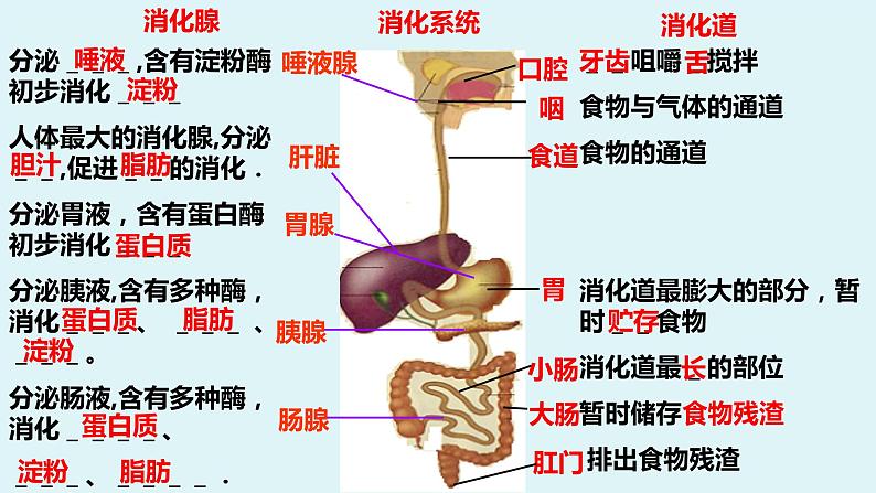 5.4《 人体对食物的消化吸收》课件第7页