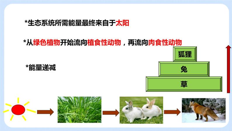 6.2《食物网》课件07