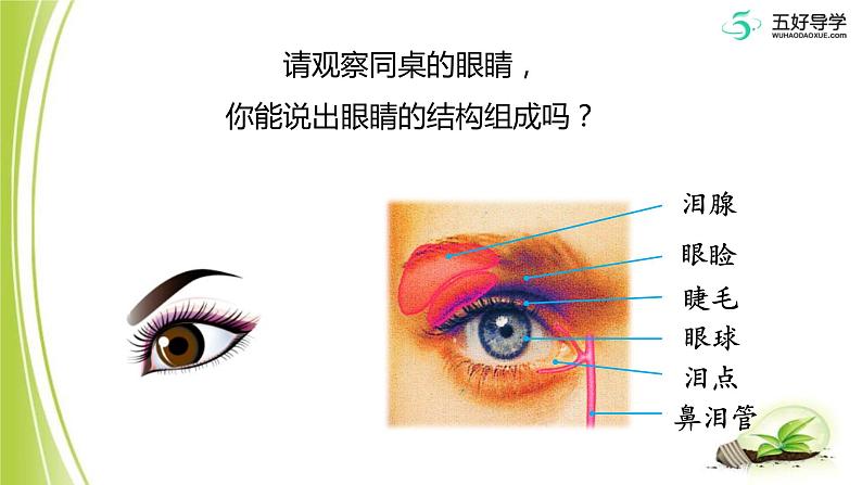 鲁科版生物 《人体对外界环境的感知》(第一课时)课件第8页