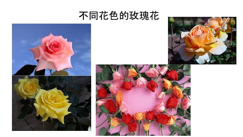 人教版第五节生物的变异课件PPT第3页