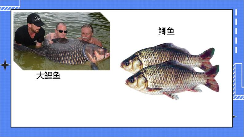 5.1.4 鱼 课件 人教版八年级上册生物（含视频）05
