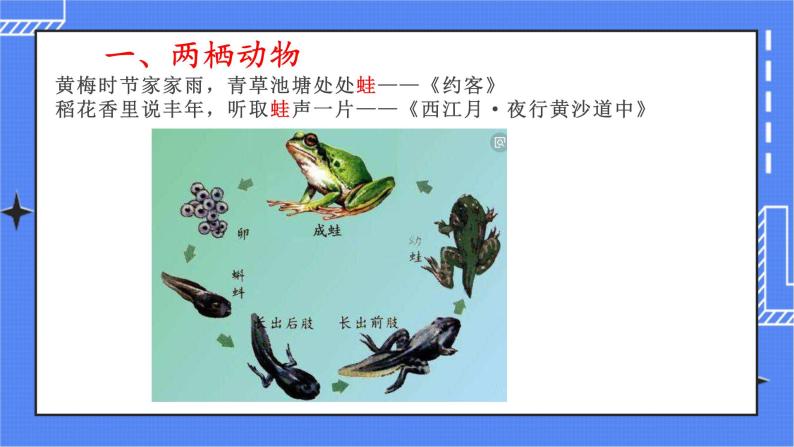 5.1.5 两栖动物和爬行动物 课件 人教版八年级上册生物（含视频）03