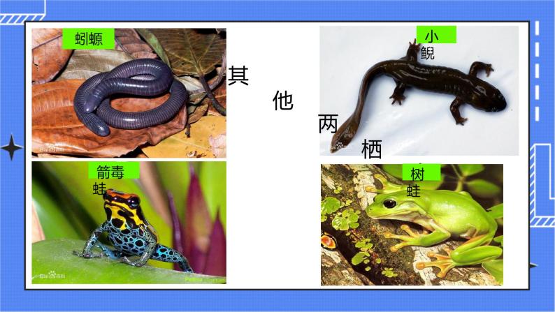 5.1.5 两栖动物和爬行动物 课件 人教版八年级上册生物（含视频）05