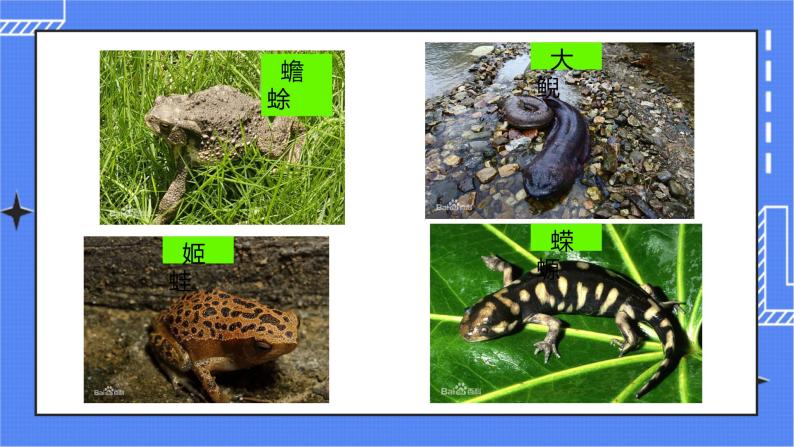 5.1.5 两栖动物和爬行动物 课件 人教版八年级上册生物（含视频）06
