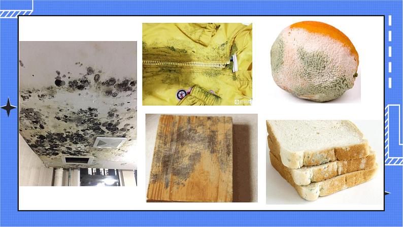 4.1 细菌和真菌的分布第2页