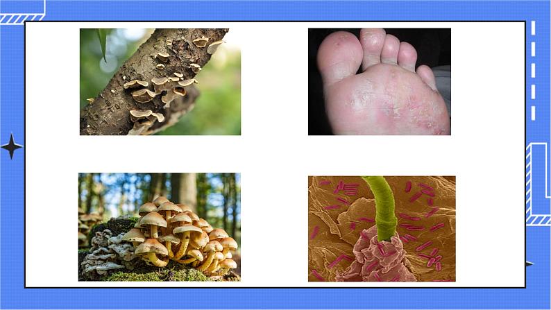 4.1 细菌和真菌的分布第3页