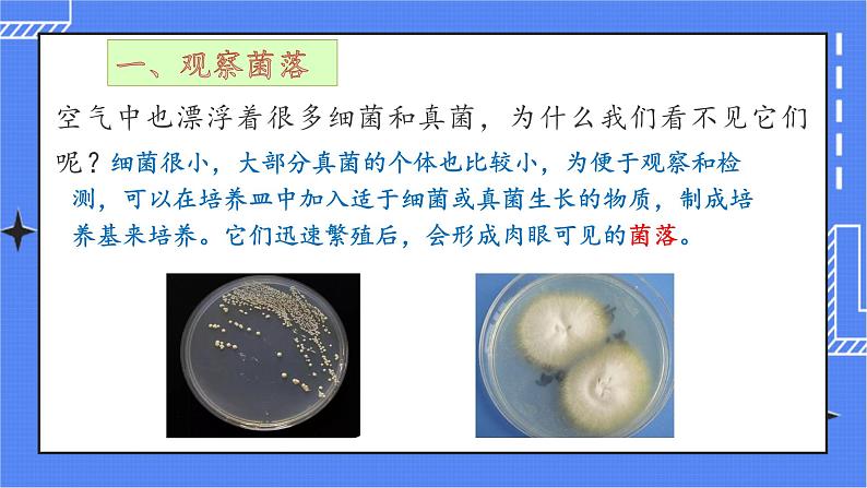4.1 细菌和真菌的分布第5页