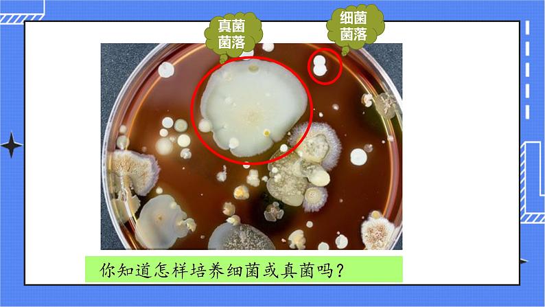 4.1 细菌和真菌的分布第7页