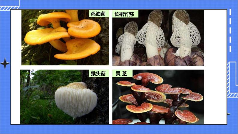 5.4.3 真菌课件 人教版八年级上册生物(含视频)05