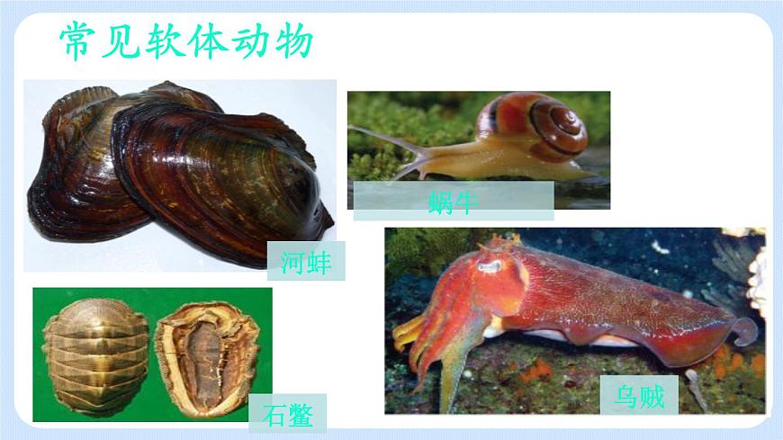 1.3《軟體動(dòng)物和節(jié)肢動(dòng)物》課件第3頁(yè)