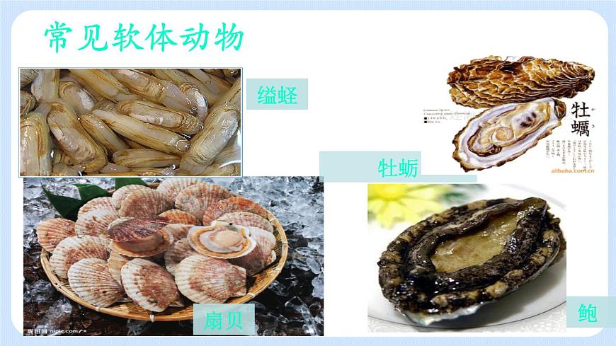 1.3《軟體動(dòng)物和節(jié)肢動(dòng)物》課件第4頁(yè)